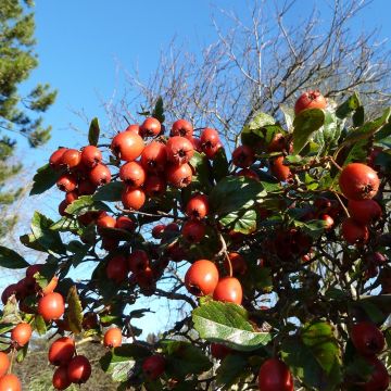 Crataegus grignonensis - Hahnendorn