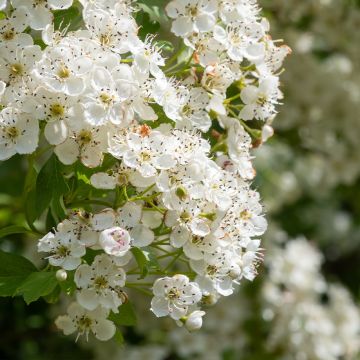 Crataegus laevigata - Zweigriffliger Weißdorn