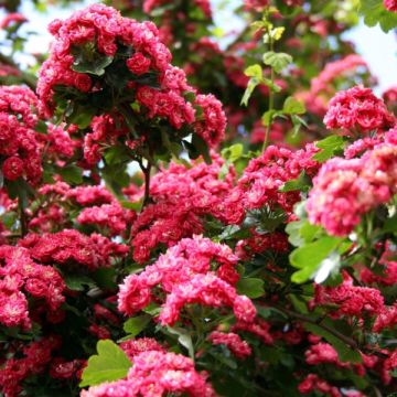 Crataegus laevigata Paul's Scarlet - Zweigriffliger Weißdorn