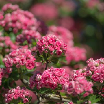 Crataegus laevigata Rosea Flore Pleno - Zweigriffliger Weißdorn