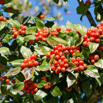 Crataegus lavallei Carrierei - Lederblättriger Weißdorn