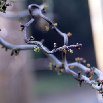 Crataegus monogyna Flexuosa - Eingriffliger Weißdorn