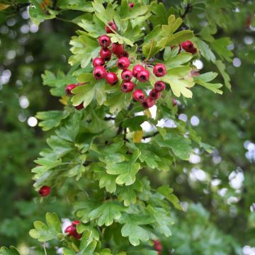 Crataegus monogyna Stricta - Aubépine