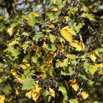 Crataegus nigra - Weißdorn