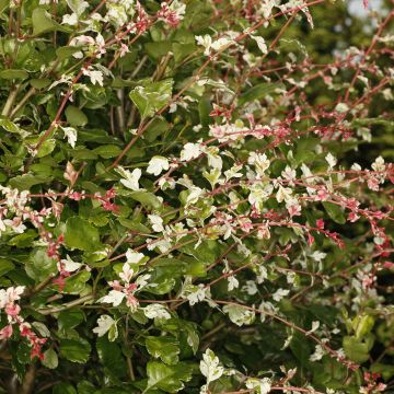 Crataegus monogyna Gireoudii - Eingriffliger Weißdorn