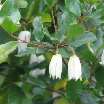 Crinodendron patagua - Crinodendron