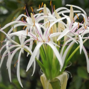 Crinum asiaticum - Crinum asiatique 