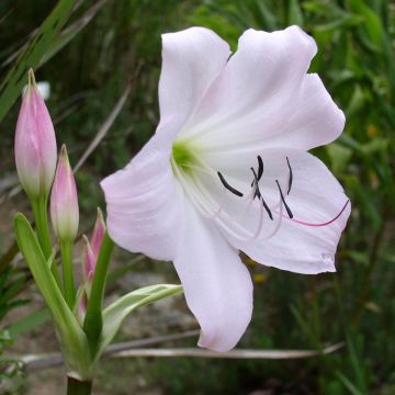 Crinum moorei - Hakenlilie