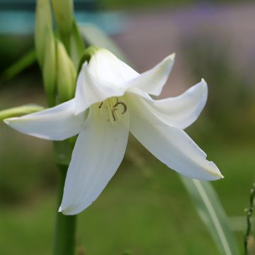 Crinum powellii Album - Hakenlilie