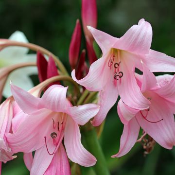 Crinum powellii Rosea - Hakenlilie