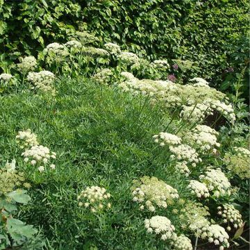 Meerfenchel - Crithmum maritimum