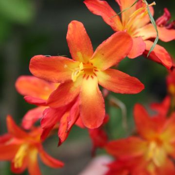 Montbretie Carmine Brillant - Crocosmia