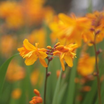 Crocosmia ou Montbretia Columbus