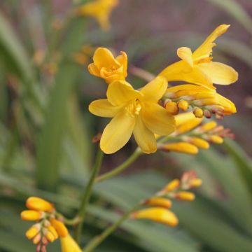 Montbretie Sunglow - Crocosmia