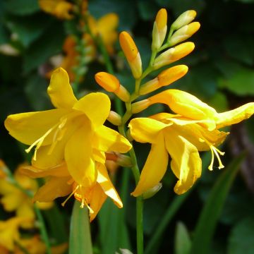 Crocosmia crocosmiiflora Buttercup - Montbretia jaune d'or pur.