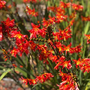 Crocosmia crocosmiiflora James Coey, Montbretia