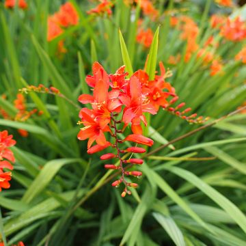 Crocosmia crocosmiiflora Mars, Montbretia