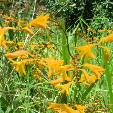 Montbretie Norwich Canary - Crocosmia