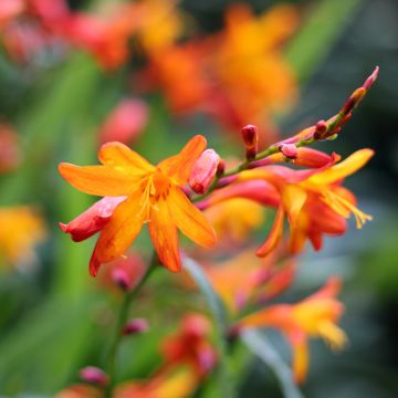 Crocosmia crocosmiiflora Queen Alexandra, Montbretia