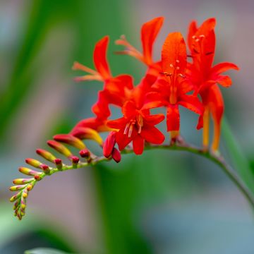 Montbretie Lucifer - Crocosmia