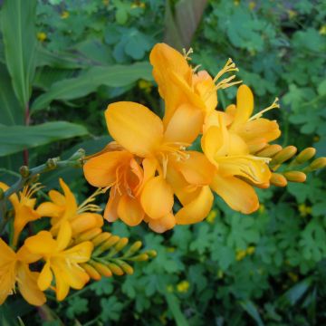 Crocosmia hybride Paul’s Best Yellow - Montbretia