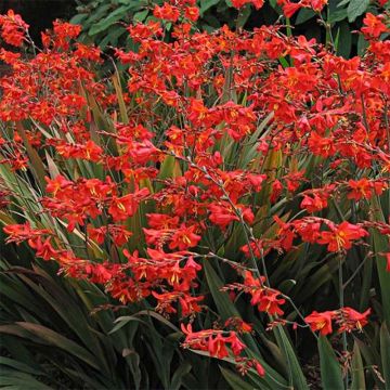 Montbretie Saracen - Crocosmia