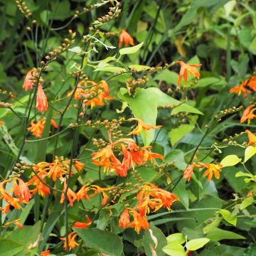 Montbretie Star of the East - Crocosmia