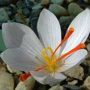 Crocus Cartwrightianus albus