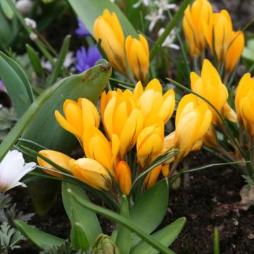 Großblütiger Krokus Golden Yellow - Crocus