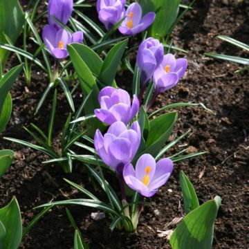 Großblütiger Krokus Grand Maître - Crocus