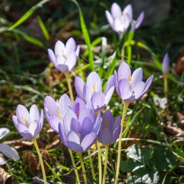 Crocus botanique karduchorum - Crocus d'automne