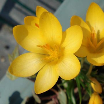 Krokus - Crocus ancyrensis