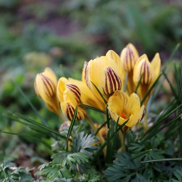 Krokus Gipsy Girl - Crocus chrysanthus