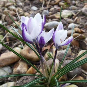 Krokus Ladykiller - Crocus chrysanthus