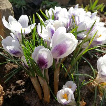 Großblütiger Krokus Prins Claus - Crocus