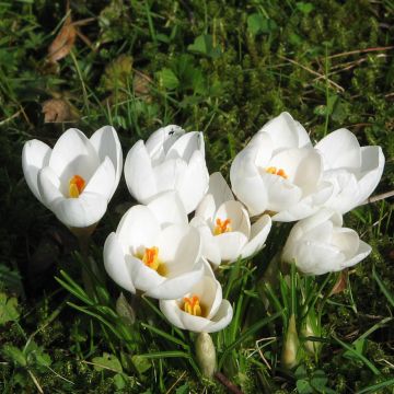 Krokus Snowbunting - Crocus chrysanthus