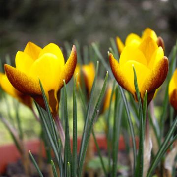 Krokus Zwanenburg Bronze - Crocus chrysanthus