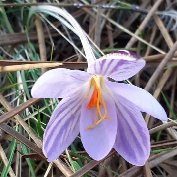 Korsischer Krokus - Crocus corsicus