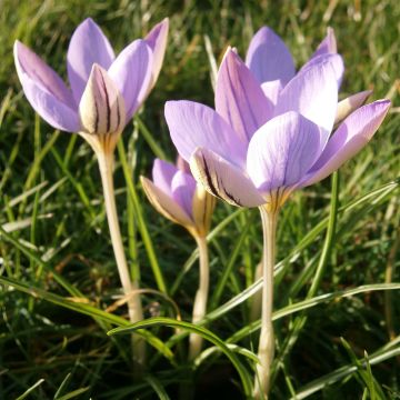 Krokus De Jager - Crocus imperati