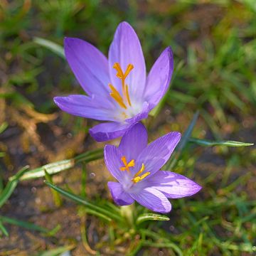 Crocus ligusticus - Crocus d'automne