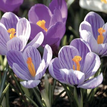 Großblütiger Krokus Pickwick - Crocus