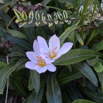 Crocus pulchellus Zephyr - Crocus d'automne