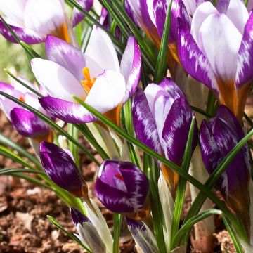 Sieber-Krokus Hubert Edelstein - Crocus sieberi