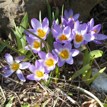 Sieber-Krokus Tricolor - Crocus sieberi