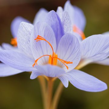 Pracht-Herbst-Krokus Aitchisonii - Crocus speciosus