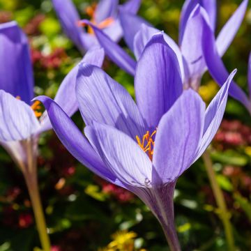 Crocus speciosus Artabir - Crocus d'automne