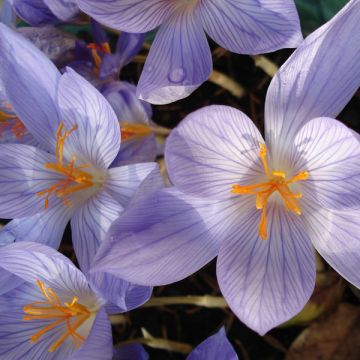 Pracht-Herbst-Krokus Conqueror - Crocus speciosus