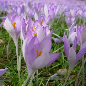 Elfen-Krokus - Crocus tommasinianus