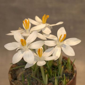 Elfen-Krokus Albus - Crocus tommasinianus