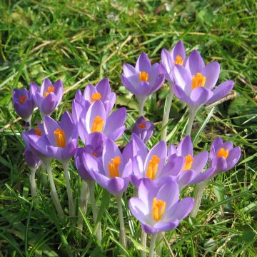 Elfen-Krokus Barr's Purple - Crocus tommasinianus